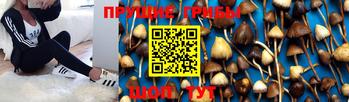 Лениногорск  Галлюциногенные грибы MAGIC MUSHROOMS  Вход с VPN 